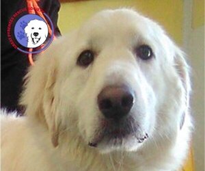 Great Pyrenees Dogs for adoption in Spring, TX, USA