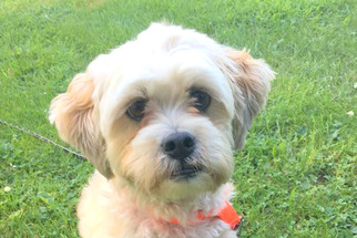 Lhasa Apso Dogs for adoption in Salem, MA, USA