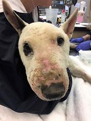 Bull Terrier Dogs for adoption in Warwick, RI, USA