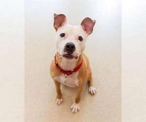 American Staffordshire Terrier Dogs for adoption in Dedham, MA, USA