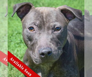 American Staffordshire Terrier-Labrador Retriever Mix Dogs for adoption in Huntley, IL, USA