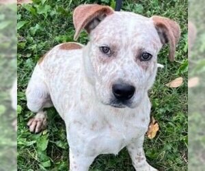 Mutt Dogs for adoption in Russellville, KY, USA