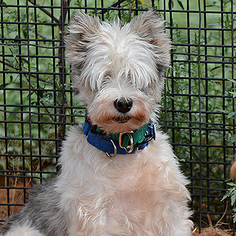 - Mix Dogs for adoption in Kanab, UT, USA