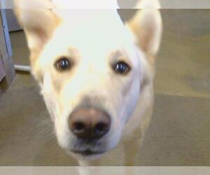 German Shepherd Dog Dogs for adoption in Sacramento, CA, USA