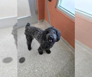 Poodle (Standard)-Unknown Mix Dogs for adoption in Pueblo, CO, USA