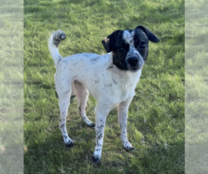 Chihuahua-Unknown Mix Dogs for adoption in Newport Beach, CA, USA