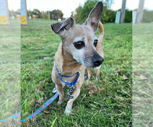 Chihuahua-Unknown Mix Dogs for adoption in Muskegon, MI, USA