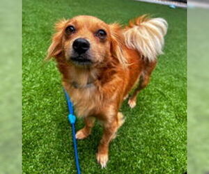 Chihuahua Dogs for adoption in Salinas, CA, USA