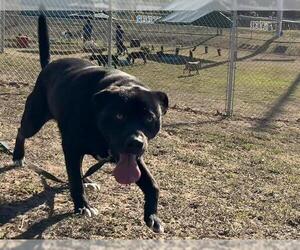Labrador Retriever Dogs for adoption in Ocala, FL, USA