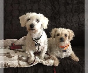 Poodle (Miniature) Dogs for adoption in Los Angeles, CA, USA