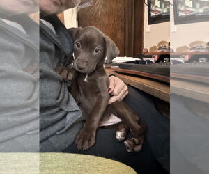 American Staffordshire Terrier-Unknown Mix Dogs for adoption in Duluth, MN, USA