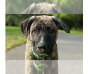 Mutt Dogs for adoption in Vail, AZ, USA