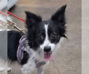 Mutt Dogs for adoption in Canton, CT, USA