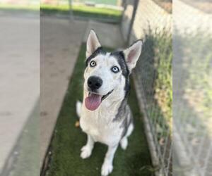 Siberian Husky Dogs for adoption in Chula Vista, CA, USA