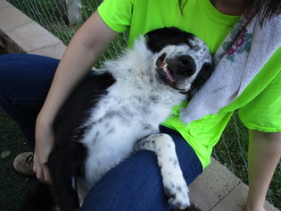 Border Collie-Unknown Mix Dogs for adoption in Durand, WI, USA