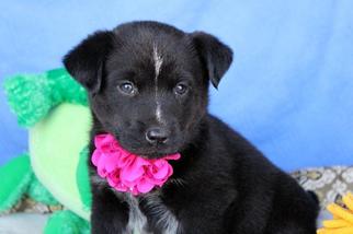 Border-Aussie Dogs for adoption in Arlington, TX, USA