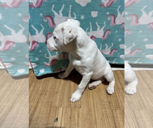 American Staffordshire Terrier-Unknown Mix Dogs for adoption in Ball Ground, GA, USA