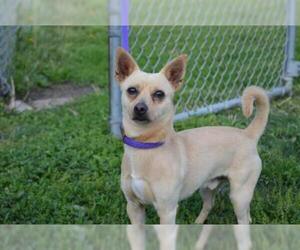 Chihuahua Dogs for adoption in Decatur, IL, USA