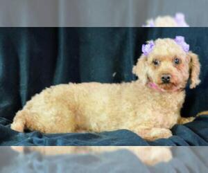 Poodle (Toy) Dogs for adoption in Bon Carbo, CO, USA