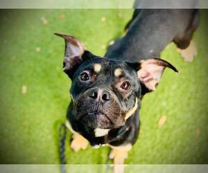 American Pit Bull Terrier Dogs for adoption in Orlando, FL, USA