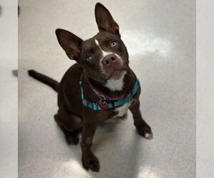 American Staffordshire Terrier-Unknown Mix Dogs for adoption in Rohnert Park, CA, USA