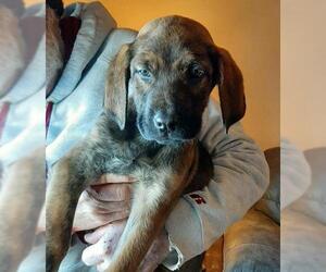 Mastador Dogs for adoption in Vernon, IN, USA