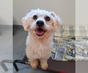 Maltipoo Dogs for adoption in Chico, CA, USA