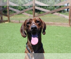 Plott Hound-Unknown Mix Dogs for adoption in Chestertown, MD, USA