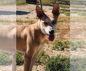 Australian Shepherd-Siberian Husky-Carolina Dog Mix Dogs for adoption in Pleasanton, TX, USA