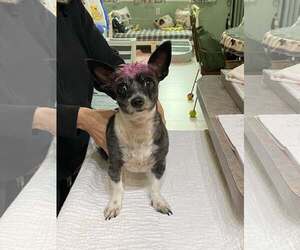 Jack Chi Dogs for adoption in Benton, LA, USA