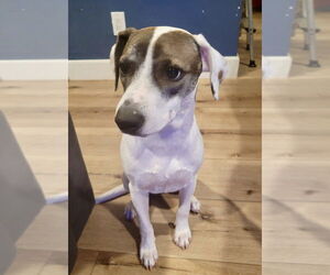 Mountain Cur-Whippet Mix Dogs for adoption in San Diego, CA, USA