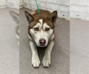 Siberian Husky Dogs for adoption in San Bernardino, CA, USA