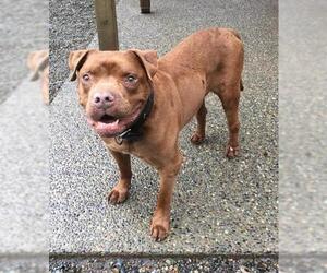 Mastador Dogs for adoption in Seattle, WA, USA