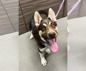 Huskies -Unknown Mix Dogs for adoption in HESPERIA, CA, USA