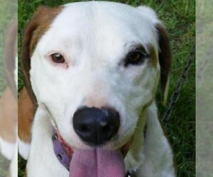 American Pit Bull Terrier-Beagle Mix Dogs for adoption in Lovingston, VA, USA