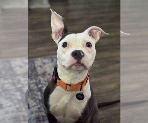 American Pit Bull Terrier-Staffordshire Bull Terrier Mix Dogs for adoption in Princeton, MN, USA
