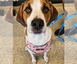 Basset Hound-Unknown Mix Dogs for adoption in oakland, FL, USA