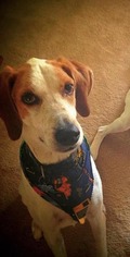 English Foxhound Dogs for adoption in Ashland, VA, USA