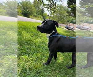 Mutt Dogs for adoption in Front Royal, VA, USA