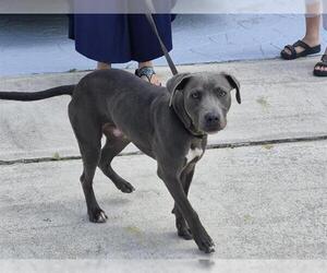 American Staffordshire Terrier Dogs for adoption in Fort Lauderdale, FL, USA