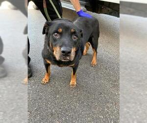 Rottweiler Dogs for adoption in Saginaw, MI, USA