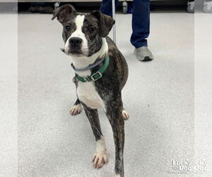 Boxer-Unknown Mix Dogs for adoption in Washington, DC, USA