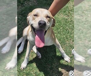 Small Labrador Retriever Mix