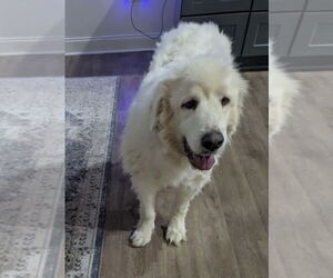 Great Pyrenees-Unknown Mix Dogs for adoption in New Orleans, LA, USA