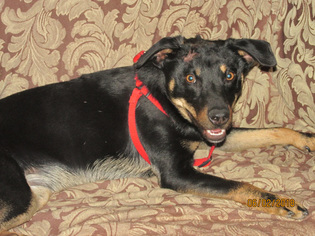 Medium Photo #1 Australian Kelpie-Basenji Mix Puppy For Sale in San Antonio, TX, USA