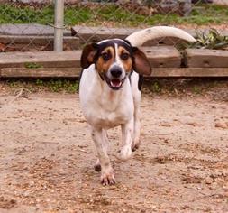 Jack Russell Terrier Dogs for adoption in Warwick, RI, USA