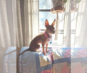 Chihuahua-Unknown Mix Dogs for adoption in Princeton, MN, USA