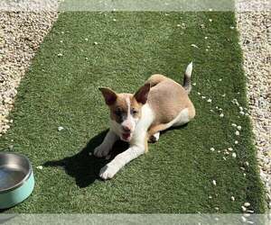Mutt Dogs for adoption in Oakhurst, NJ, USA