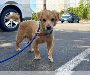 Mutt Dogs for adoption in Woodland Hills, CA, USA