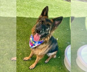 German Shepherd Dog Dogs for adoption in Henderson, NV, USA